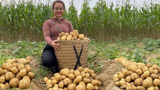 Cook potatoes stewed with pork ribs, go to the market to sell potatoes