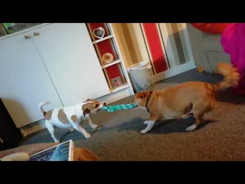 KANINE TUG OF WAR PT1