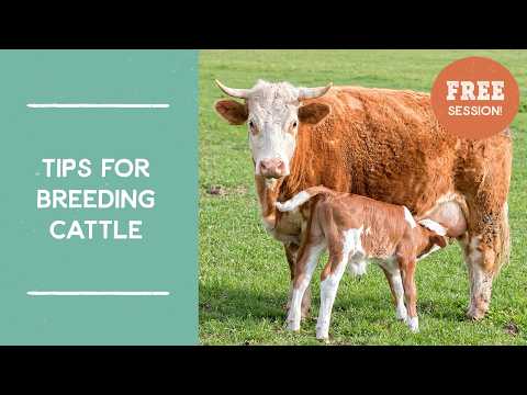 Tips for Cattle Breeding | Salad Bar Beef | Joel Salatin's Farm Like a Lunatic