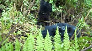 preview picture of video 'Gorilla in Rwanda giving us the bird!! Funny   HappiTravels.com'