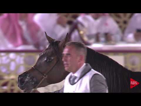 N.85 AMIR AL REEH - 2019 Qatar International show - Colts 2 Years Old (Class 5)