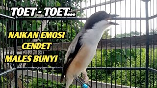 Download lagu TOET-TOET URUNG CENDET GACOR PAGI HARI, SUPER EFEKTIF UNTUK PANCINGAN CENDET MALES BUNYI mp3 Download lagu TOET-TOET URUNG CENDET GACOR PAGI HARI, SUPER EFEKTIF UNTUK PANCINGAN CENDET MALES BUNYI mp3