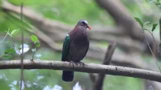 鳩はどんな鳴き声で鳴くの 鳩の種類ごとに違いはありますか みんなのハト対策屋さん 鳩はどんな鳴き声で鳴くの 鳩の種類ごとに違いはありますか みんなのハト対策屋さん