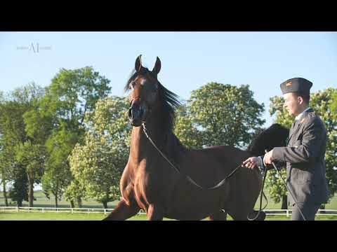 PRIDE OF POLAND/SUMMER SALE 2021 S/16 EMESTA (Emerald J x Emocja / Monogramm)