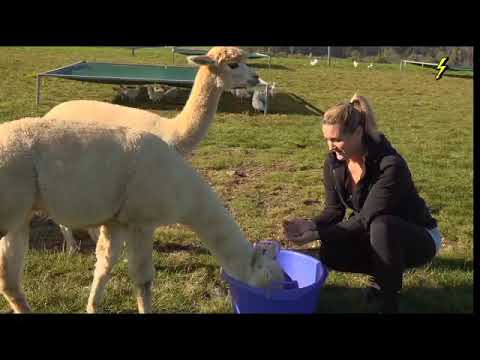 Im Weinland beschützen Alpakas Hühner vor Angriffen