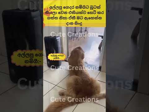 අම්මටසිරි වෙනවනේ ඉතිං🤣cat#funnyanimals#funny#cute#srilanka#shorts#short#trendingshorts#lankan#cats