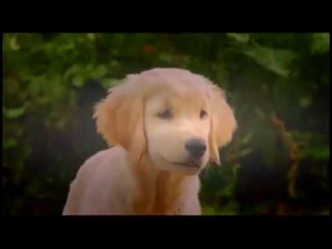 B-Dawg the Magnificent trailer