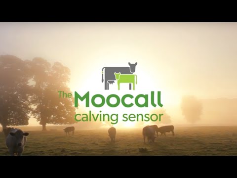 Moocall Calving Sensor Overview