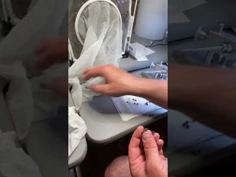 My least favorite part of instrumental insemination.