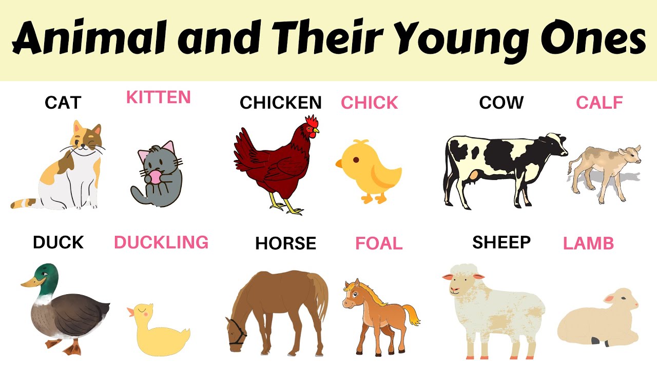 Animals and their Babies Names - Animals and their Young Ones