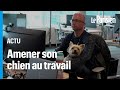 Au Canada Ces Salariés Vont Au Bureau Avec Leur Animal De Compagnie