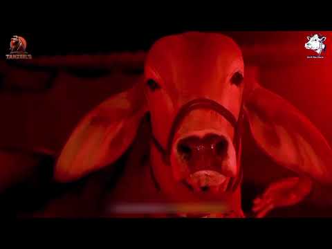 TANZEEL'S PRESENTS💥|Cattle Cow Lovers 