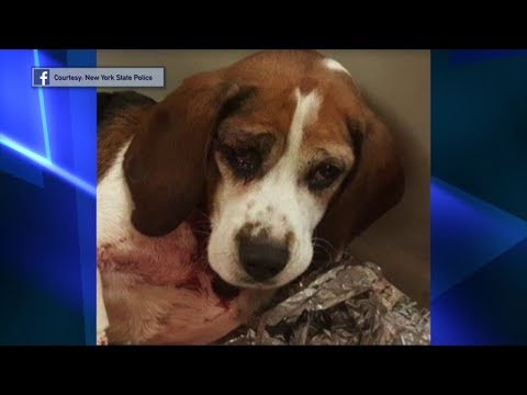 NY Dogs Thrown From Moving Truck Along Highway