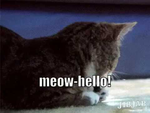 What happens when a cat eats a turtle...