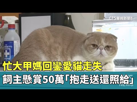 忙大甲媽回鑾愛貓走失　飼主懸賞50萬「抱走送還照給」