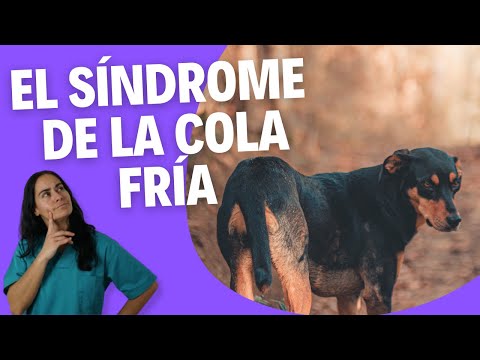 Miniatura: Síndrome de la cola fría en perros: qué es y cuándo consultar