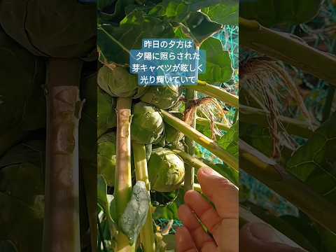 植え付け前の9月に芽キャベツを植える 土壌床混合堆肥を改善する