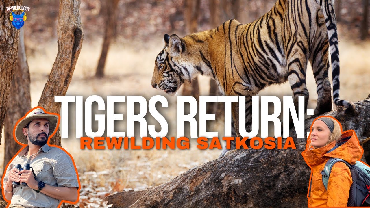 Tigers Return: Rewilding Satkosia with Aditya Panda (Ep 181) | Rewildology