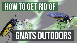 How to Get Rid of Gnats Outdoors (4 Easy Steps)