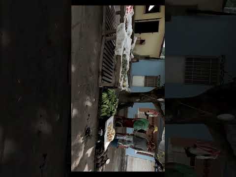 Perros en Santa Cruz de Mompox / Mompós