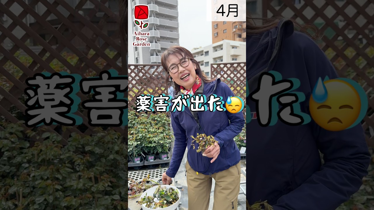 薬害が出た　#相原バラ園 #バラ #バラ園 #バラ栽培