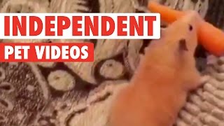 animale faze animale de companie