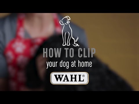 How to Clip Your Dog 🐶 at Home with the WAHL Max50