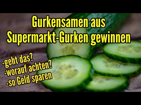 , title : 'Gurkensamen aus Gurken ernten - Kann man aus Supermarkt Gurken Samen gewinnen und Gurken anbauen?'