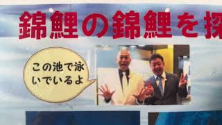 小千谷市　錦鯉の里