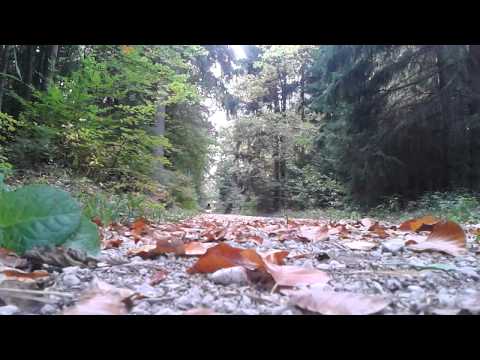 mit 70 im Wald :D Rivero VR-50