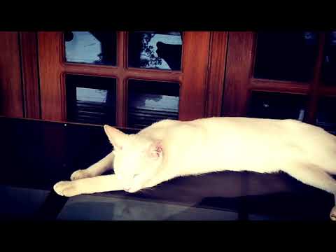 A cat who  says quotes.....simply