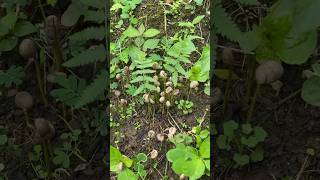 Download lagu Biji kopi yang sudah tumbuh di bawah pohonnya #2024 #kokkalai #buah #bijikopi #kopisabana mp3