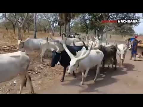 Payam Lithda by Makoy Tongpaguak [NEW SONG]