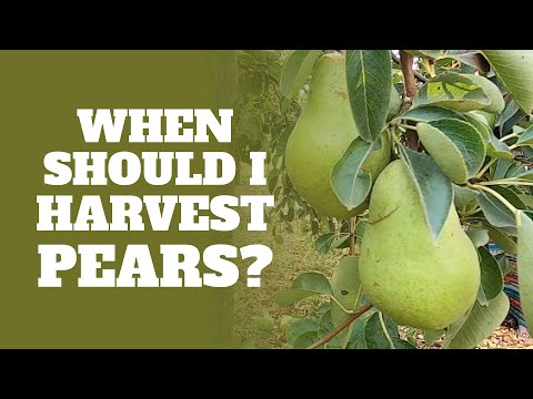 Quick Tip: When to Harvest Bartlett Pears