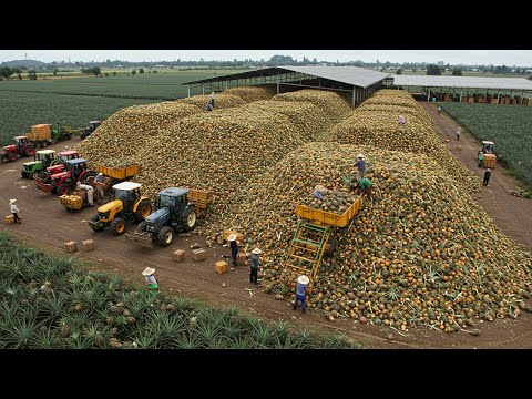 THE LARGEST PINEAPPLE FARM IN THE WORLD! Sweet money