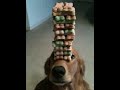 Dog Balancing Treats
