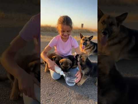 German Shepherd Abandoned By Bad Man Is Rescued by Lovely Family #germanshepherd #animals #shorts