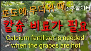 포도에 무더위 때는 칼슘 비료가 수확기 전에 필요해요~   Calcium fertilizer is neede…