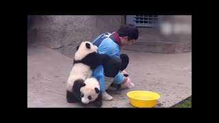 Download lagu Baby Penguin Tries To Make Friends | Snow Chick: A Penguin's Tale | BBC Earth mp3