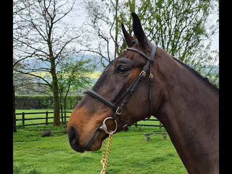 BP Majestic - Jumping Under Saddle