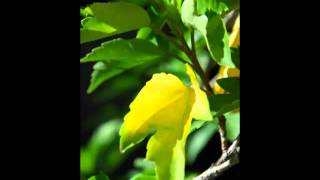 I'm Getting Sentimental Over You