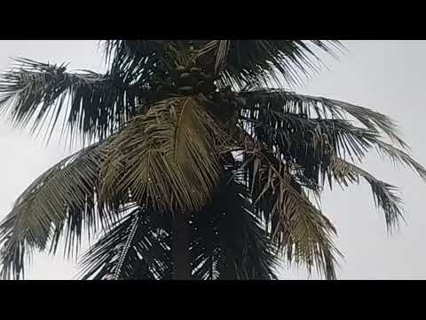  18000 Sq.ft. Residential Plot for Sale in Needamangalam, Thiruvarur