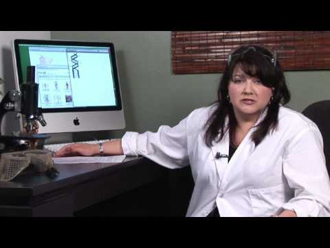 Human Physiology : What Is a Somatic Cell?