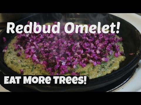 Cooking a Redbud Omelet: with Jerusalem Artichokes and Feral Chives