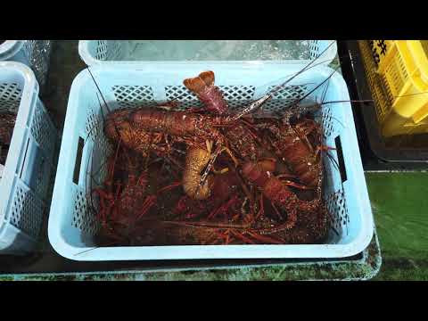 長井漁港【海産物】 - m80019