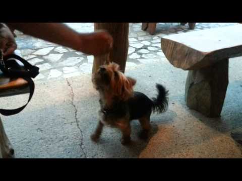 La intrare i Pensiunea Cheile Nerei:Caine rau!