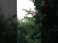 What S App Status What S App Status Videos Natural Videos Rain WhatsApp Status