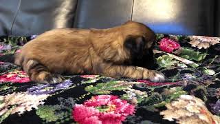 ♥シーズー・みたらしちゃん♥