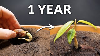 One Year Time-lapse of a Durian Tree