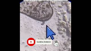 Cake को Microscope में देखने पर 😱😱 | #shorts